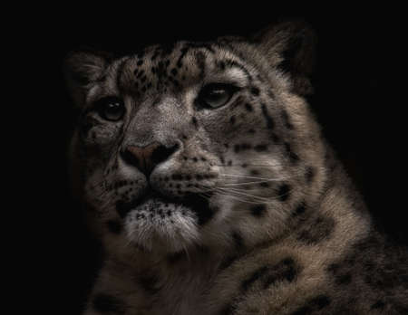 Snow leopard portrait on a black background.の写真素材