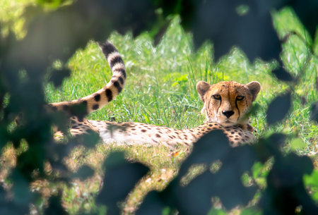 Cheetah resting in the grass.