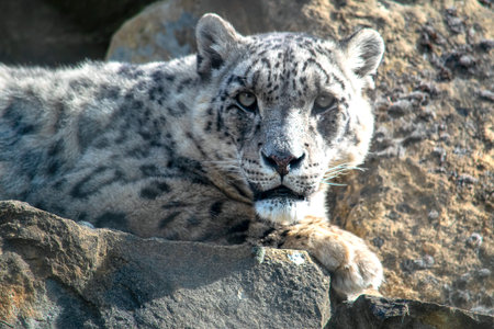 Portrait of the endangered snow leopard resting