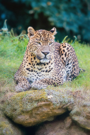Majestica leopard resting in the nature