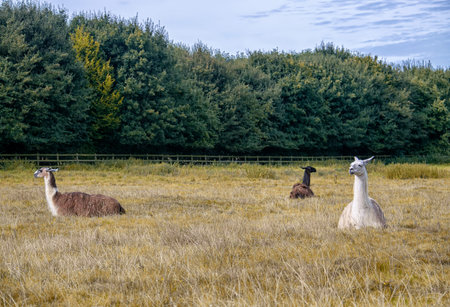 Llamas resting on the field on a farmの写真素材