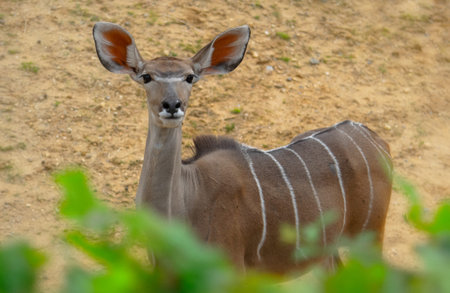 Female african nyala antelope in the nature.