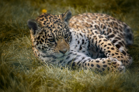 Playful baby leopard in the nature.