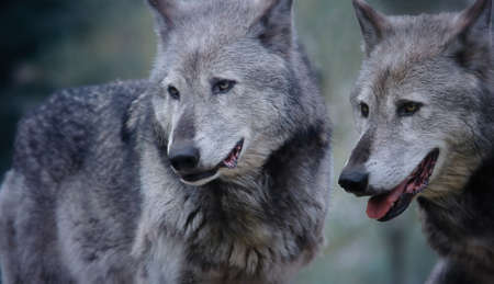 Couple of European grey wolves.の写真素材