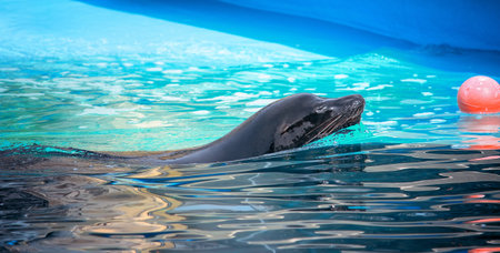 Sea lion swimming after a red ball in the pool