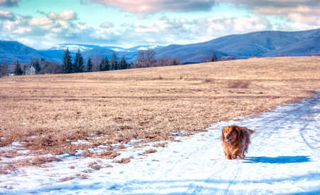 Cute brown dog walking in the winter natureの写真素材