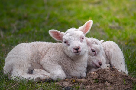 Baby lambs resting on the spring grassの写真素材
