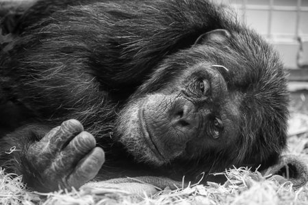 Black and white portrait of a chimpanzee