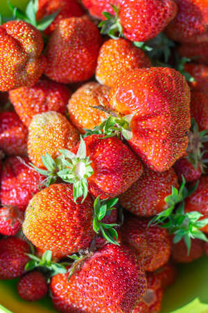 Freshly picked organic strawberriesin from the gardenの写真素材