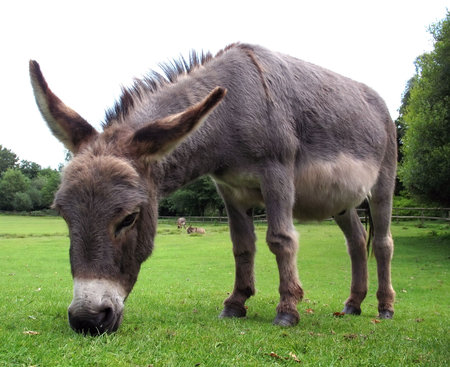 Grazing donkey