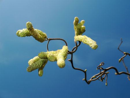 Hazelnut tree with blue skyの写真素材