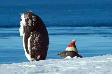 Antarctic adelie penguin lost its head in Christmas troubleの写真素材
