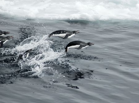 Adelie penguins jumpingの写真素材