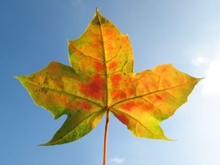Maple leaf in autumnの写真素材