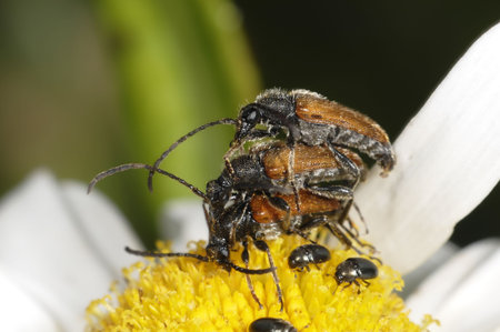 Three busy longhorn beetles reproduce