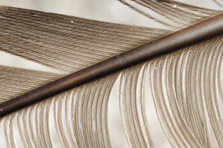 Feather structure with diagonal quill