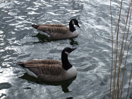 Two geese in the lake at Cosmeston Park, Penarth, Wales, UKの写真素材