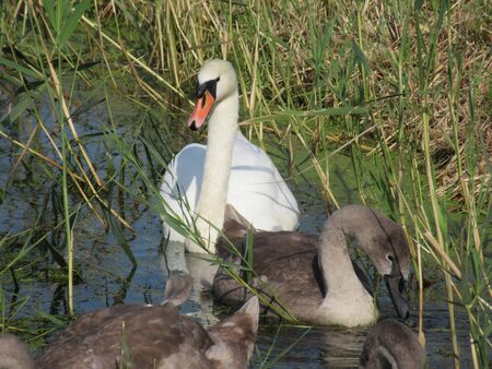 Mother swan and her cygnets in Somerset, UKの写真素材