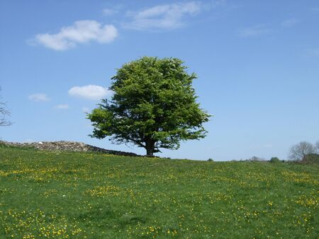 A lone tree in the countryside. Cotswolds, UKの写真素材