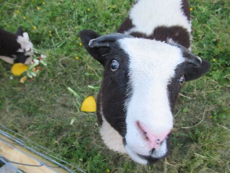 Young Jacob lamb looing up at cameraの写真素材