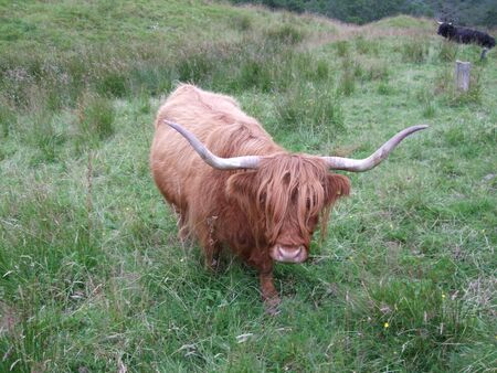 Highland cattle in a field in Scotlandの写真素材