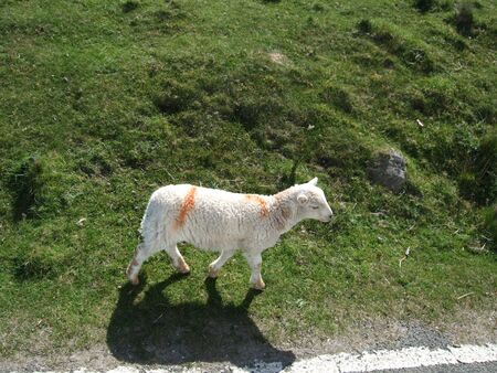 Small lamb walking along a country road. Wales.の写真素材