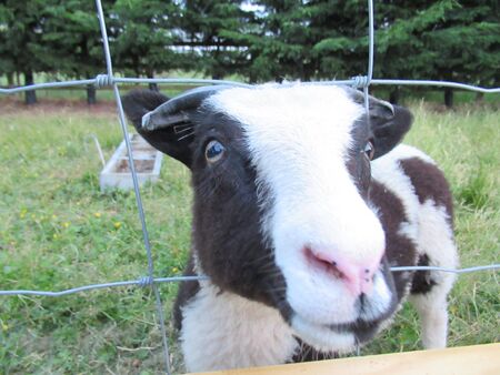 Jacob lamb poking head through wire fence. Somerset, UKの写真素材
