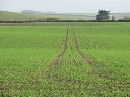 Young green crop in a field, Somerset, UKの写真素材