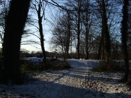 Path through a wood with snow, Cardiff, UKの写真素材