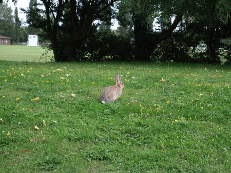 Rabbit in the middle of a fieldの写真素材