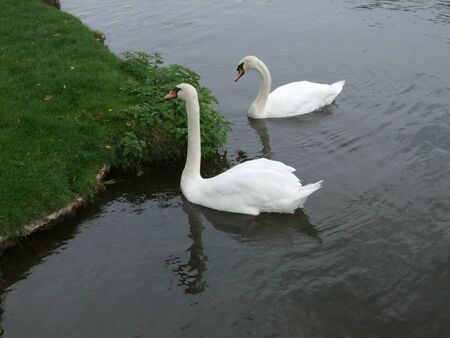 Swans in the riverの写真素材