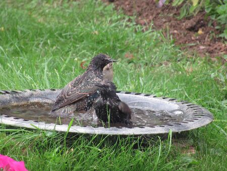 Starlings having a bath in the summerの写真素材