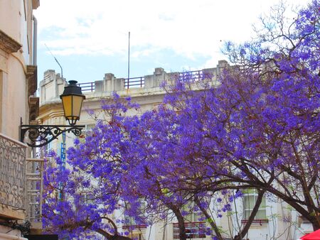 Street in Faro with Jacaranda tree and lampの写真素材