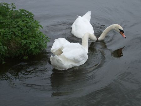 Swans in the riverの写真素材