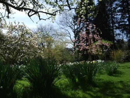 A green garden with plantsの写真素材