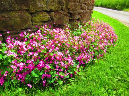 Flowers in bloom by a brick wall next to a roadの写真素材