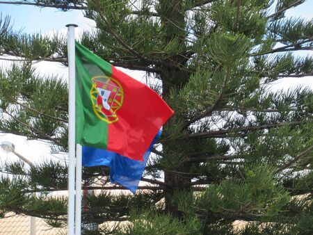 Portuguese flag in front of treeの写真素材