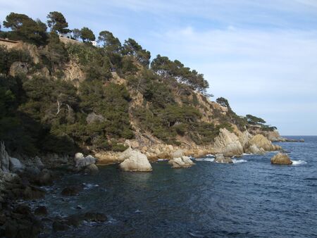 Coastline with cliff and trees at sunsetの写真素材