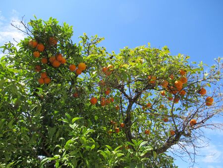 Orange tree in the bright sunの写真素材
