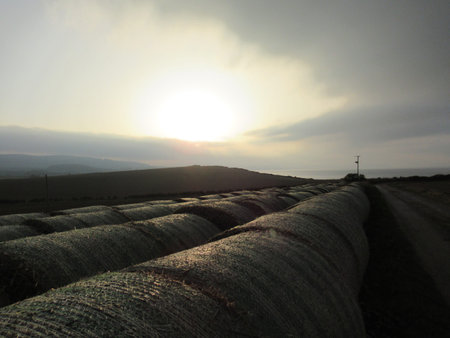 Round bales of hay stacked next to a field at sunset