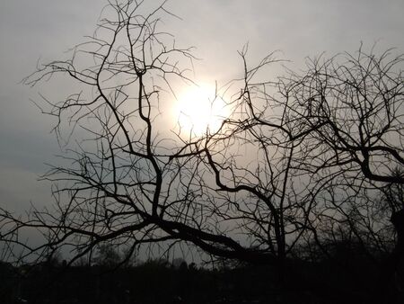 Sun through fog with treesの写真素材