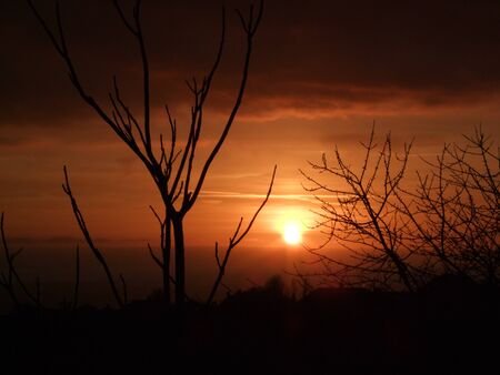 Orange sunset and treesの写真素材