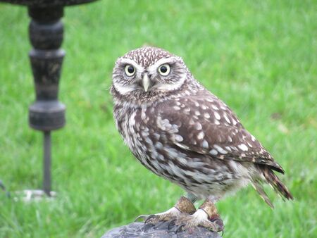 Little Owl in a field, Somerset, UKの写真素材