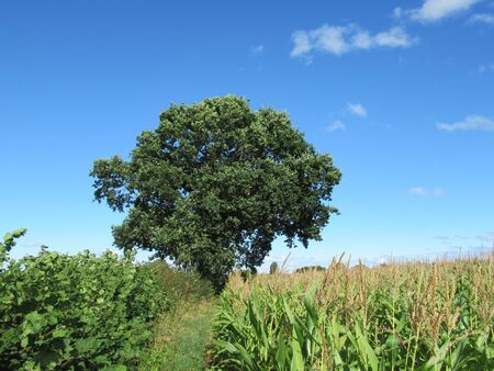 Lone tree at the side of a corn field. Somerset, UKの写真素材