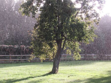 Rain falling on a garden, Somerset, UKの写真素材