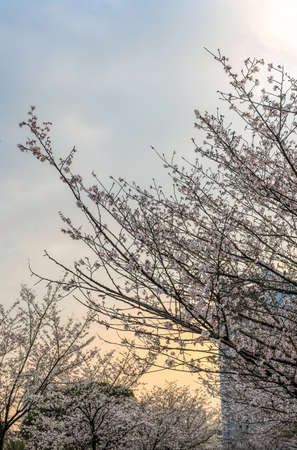 The cherry blossoms are in seasonの写真素材