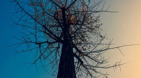 Toned trees and branchesの写真素材