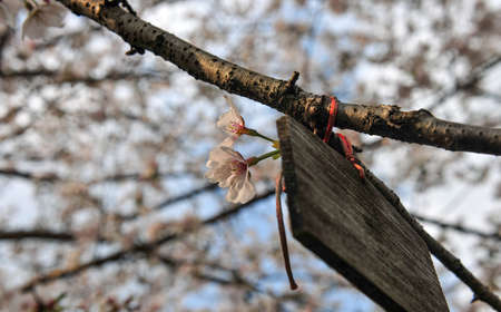 During the cherry blossom season, the wood chips blessed by the taker hang on the tree.の写真素材