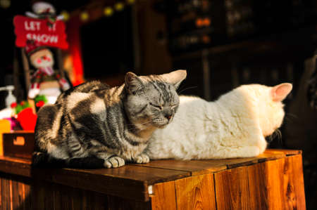 The perspective and world of cats, the cuteness and charm of cute pets.の写真素材