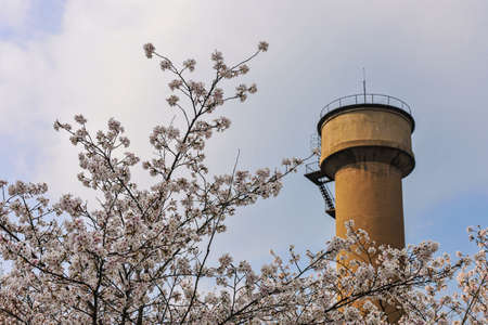 The cherry blossoms are in season, outside the building, inside the building, outside the buildingの写真素材
